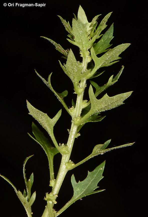 Blitum virgatum  Blitum virgatum,Leafy goosefoot