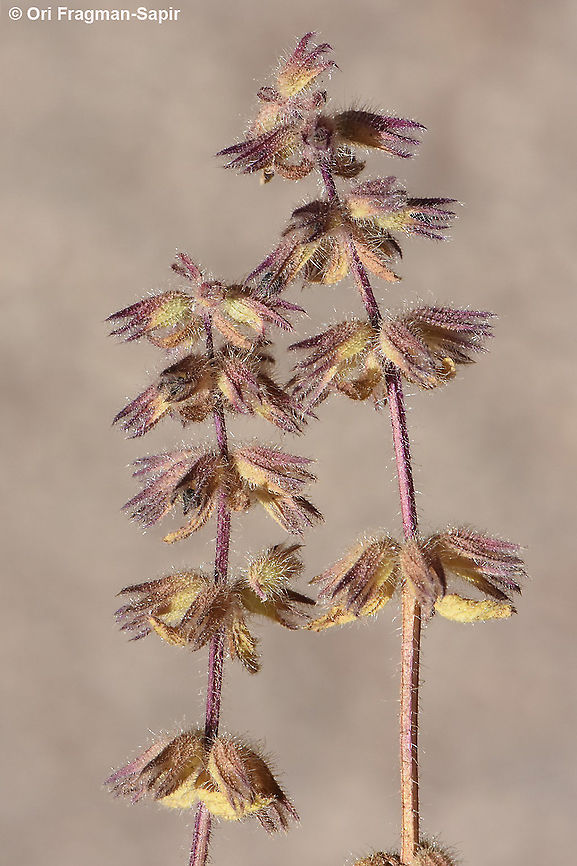 Stachys arvensis  Field woundwort,Stachys arvensis
