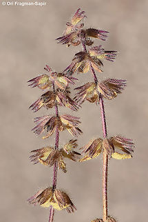 Stachys arvensis  Field woundwort,Stachys arvensis