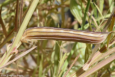 Lathyrus gloeospermus  Lathyrus gloeospermus