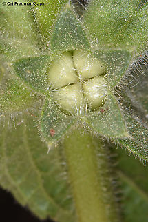 Stachys arabica  Stachys arabica