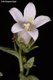 Campanula damascena  Campanula damascena