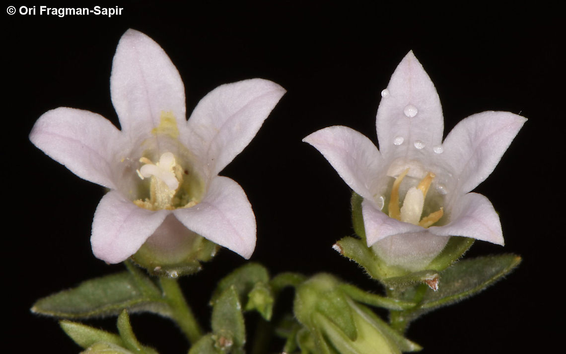 Campanula damascena  Campanula damascena