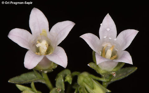Campanula damascena  Campanula damascena