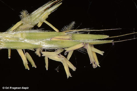 Cymbopogon commutatus  Cymbopogon commutatus,Incense grass