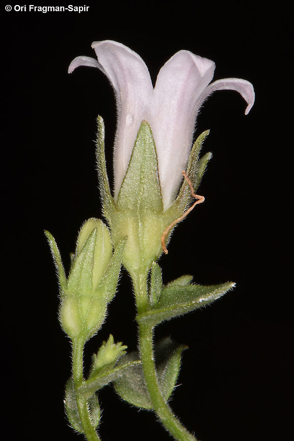 Campanula damascena  Campanula damascena