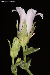 Campanula damascena  Campanula damascena