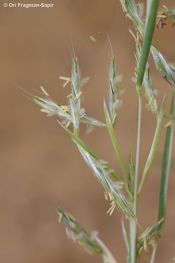 Cymbopogon commutatus  Cymbolaena,Cymbolaena griffithii,Cymbopogon commutatus,Incense grass