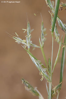 Cymbopogon commutatus  Cymbolaena,Cymbolaena griffithii,Cymbopogon commutatus,Incense grass