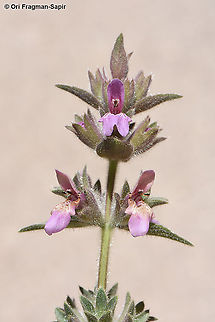 Stachys arabica  Stachys arabica