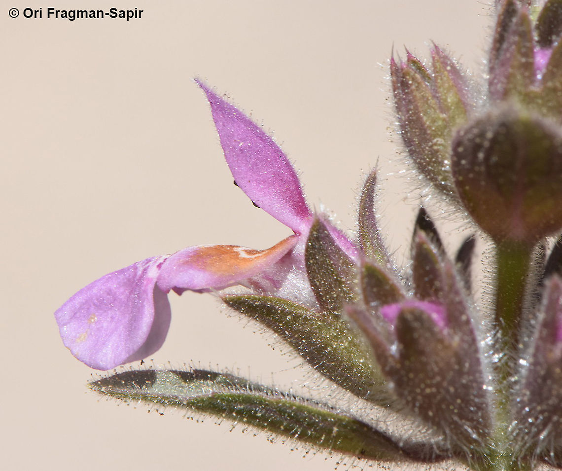 Stachys arabica  Stachys arabica
