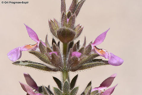 Stachys arabica  Stachys arabica