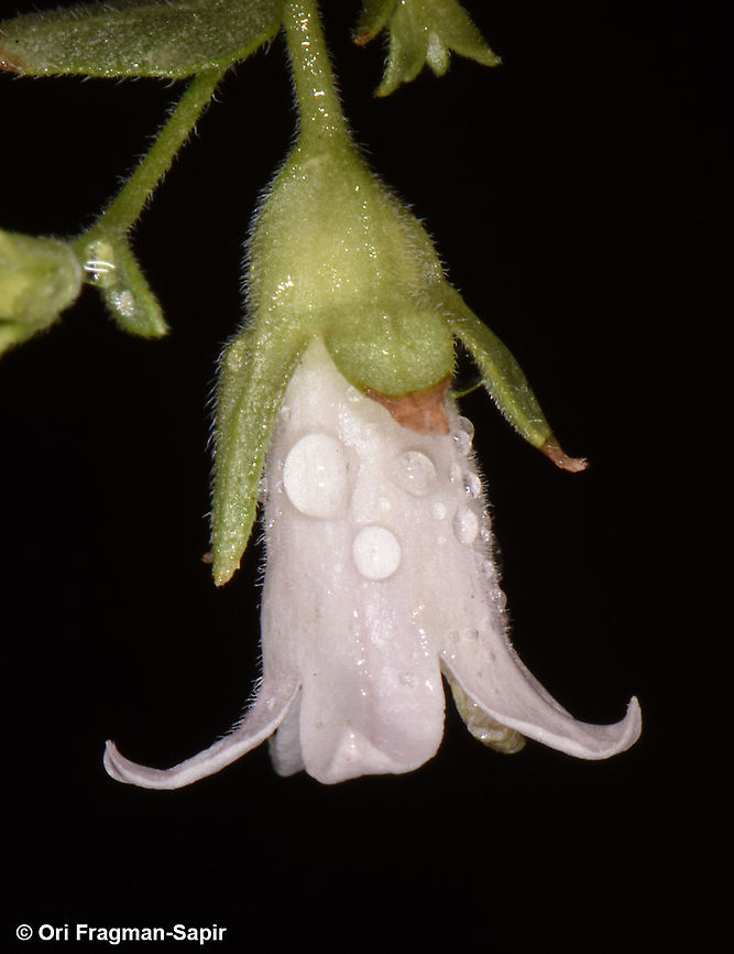 Campanula damascena  Campanula damascena