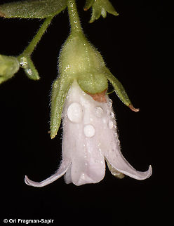 Campanula damascena  Campanula damascena
