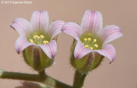 Rosularia sempervivum ssp libanotica  Rosularia sempervivum