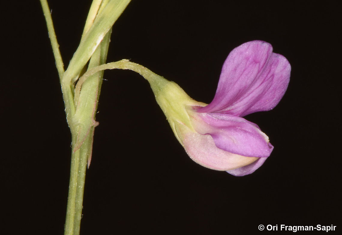Lathyrus setifolius  Lathyrus setifolius