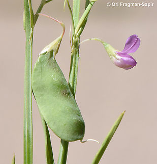 Lathyrus setifolius  Lathyrus setifolius