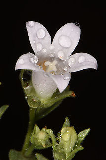 Campanula damascena  Campanula damascena