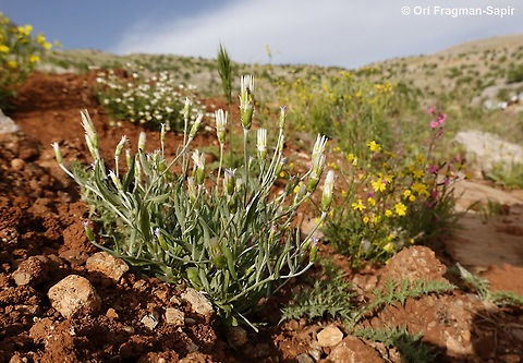 Chardinia orientalis  Chardinia,Chardinia orientalis,Geotagged,Spring