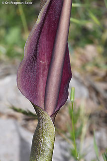 Arum rupicola  Arum rupicola,Geotagged,Spring