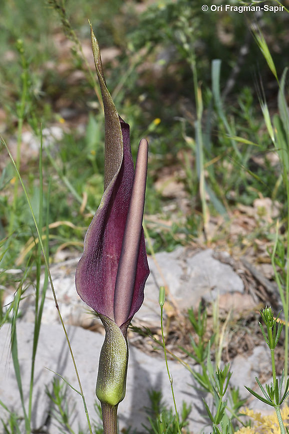 Arum rupicola  Arum rupicola,Geotagged,Spring