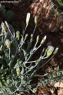 Chardinia orientalis  Chardinia,Chardinia orientalis,Geotagged,Spring