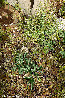 Leontice leontopetalum  Geotagged,Leontice leontopetalum,Spring