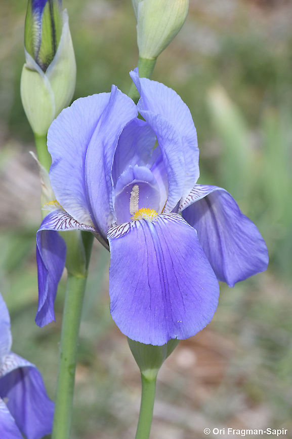 Iris mesopotamica  Geotagged,Iris mesopotamica,Spring