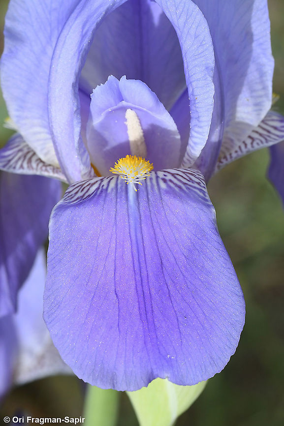 Iris mesopotamica  Geotagged,Iris mesopotamica,Spring