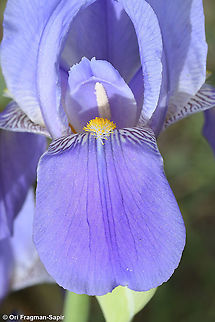 Iris mesopotamica  Geotagged,Iris mesopotamica,Spring