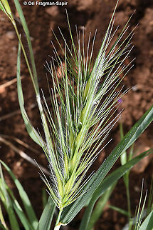 Heteranthelium piliferum  Geotagged,Heteranthelium,Heteranthelium piliferum,Spring