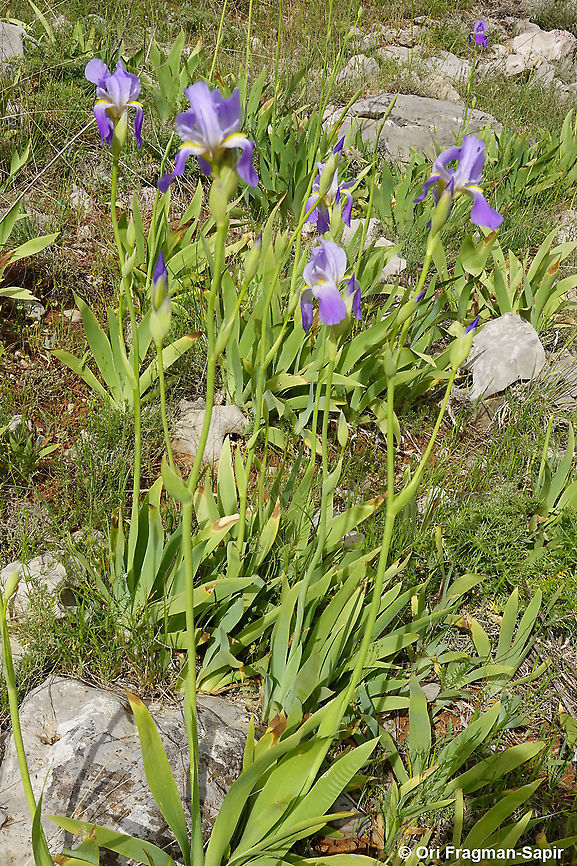 Iris mesopotamica  Geotagged,Iris mesopotamica,Spring