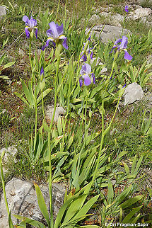 Iris mesopotamica  Geotagged,Iris mesopotamica,Spring