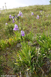 Iris mesopotamica  Geotagged,Iris mesopotamica,Spring