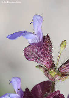 Salvia multicaulis  Geotagged,Salvia multicaulis,Spring