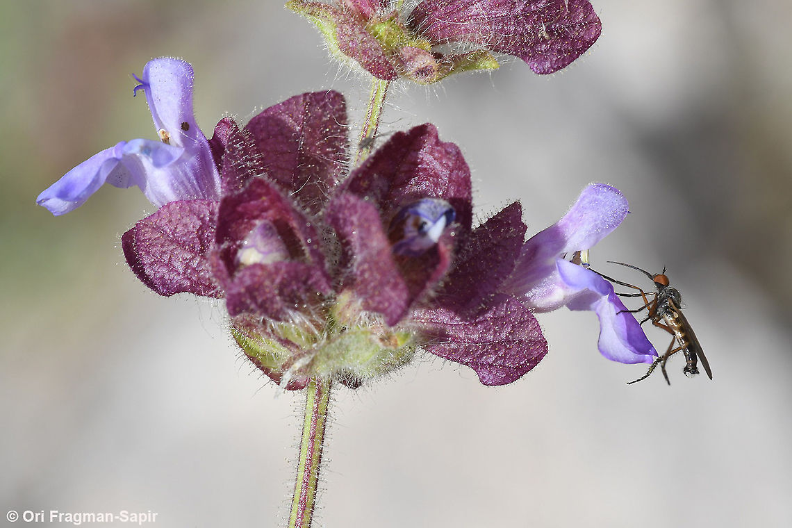 Salvia multicaulis - pollination !  Geotagged,Salvia multicaulis,Spring