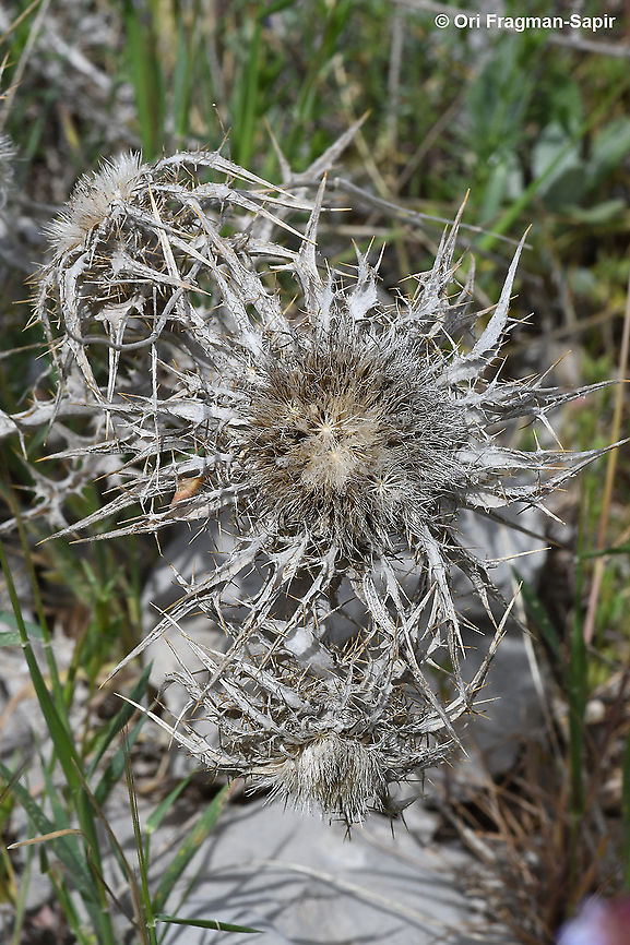 Carlina frigida  Carlina frigida,Geotagged,Spring
