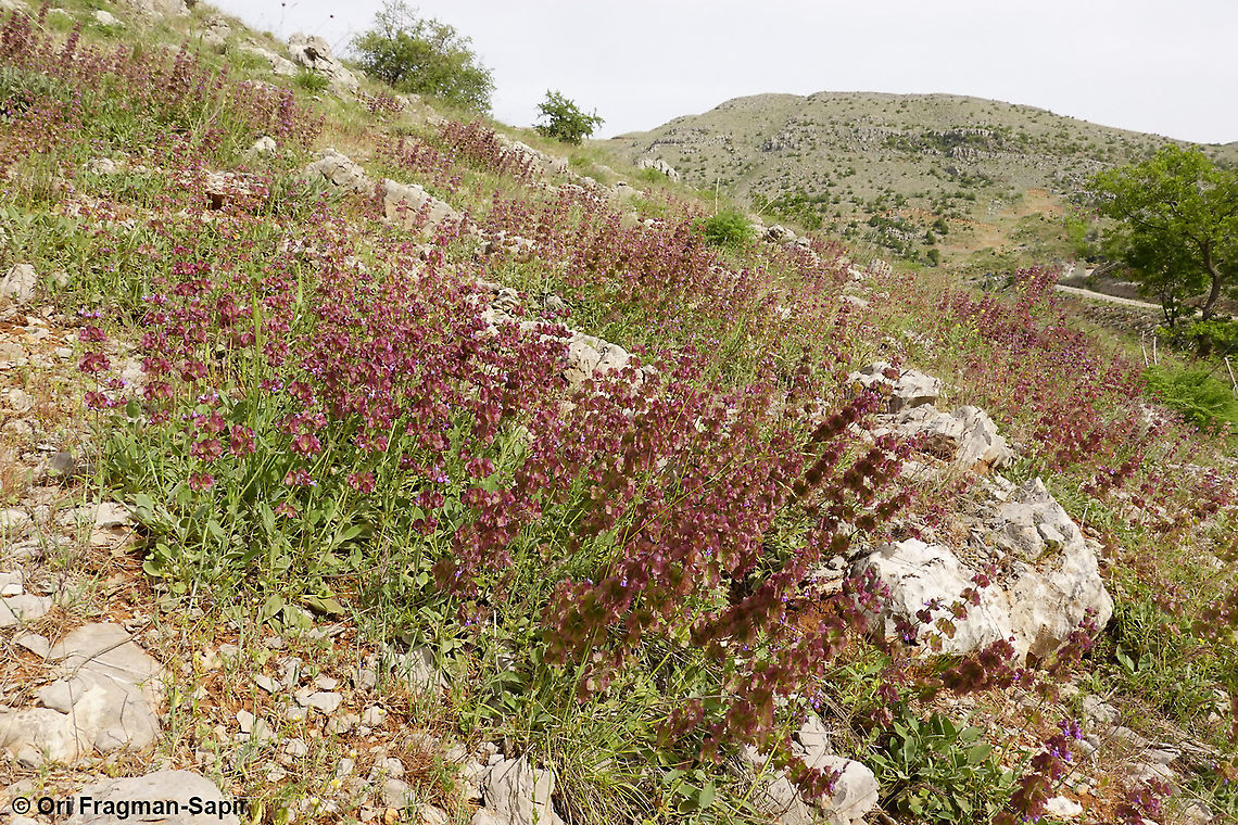 Salvia multicaulis  Geotagged,Salvia multicaulis,Spring