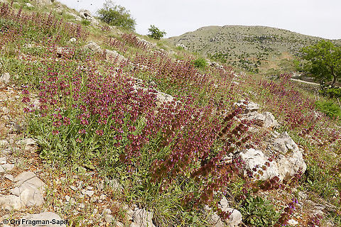 Salvia multicaulis  Geotagged,Salvia multicaulis,Spring
