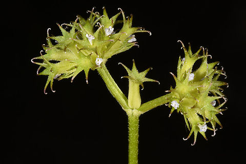 Valerianella dactylophylla  Geotagged,Spring,Valerianella dactylophylla