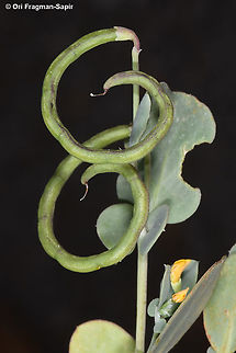 Coronilla scorpioides