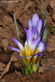 Romulea nivalis  Geotagged,Romulea nivalis,Spring