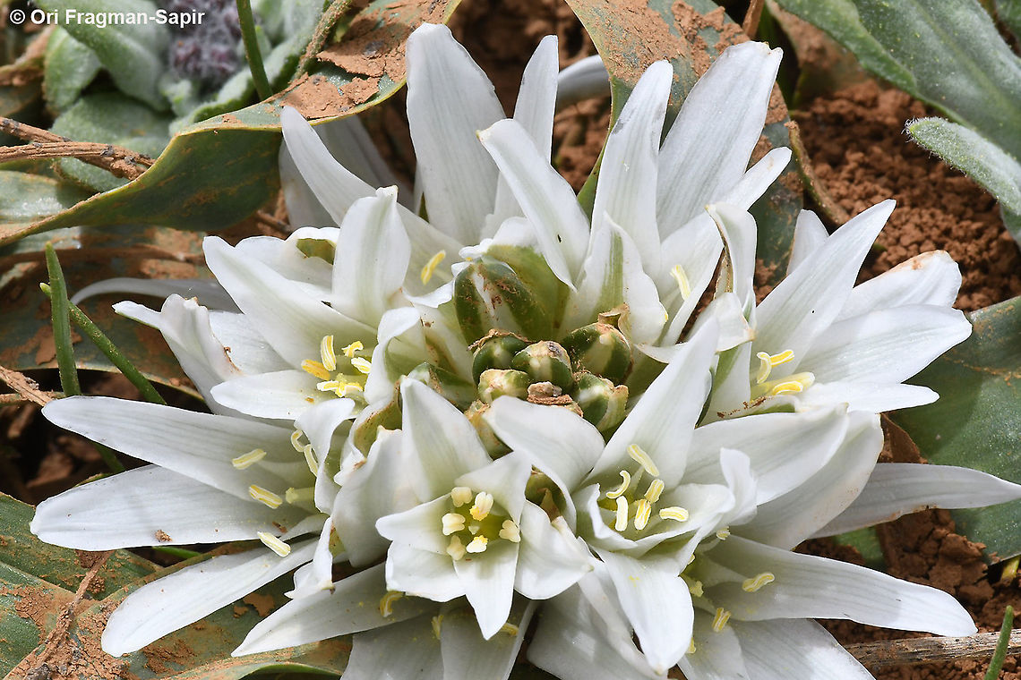 Ornithogalum lanceolatum  Geotagged,Ornithogalum lanceolatum,Spring
