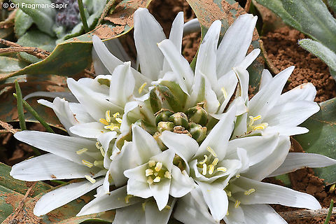 Ornithogalum lanceolatum  Geotagged,Ornithogalum lanceolatum,Spring