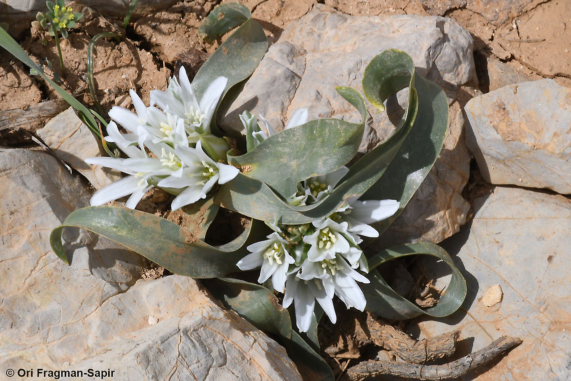 Ornithogalum lanceolatum  Geotagged,Ornithogalum lanceolatum,Spring