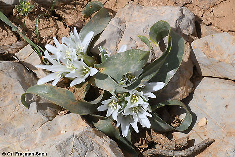 Ornithogalum lanceolatum