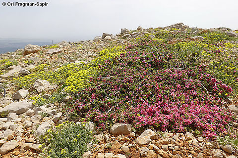 Prunus prostrata  Geotagged,Mountain Cherry,Prunus prostrata,Spring