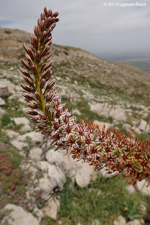 Eremurus libanoticus  Eremurus libanoticus,Geotagged,Spring