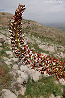 Eremurus libanoticus  Eremurus libanoticus,Geotagged,Spring