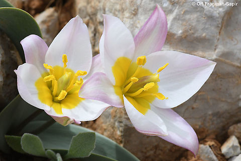 Tulipa biflora  Geotagged,Spring,Tulipa biflora